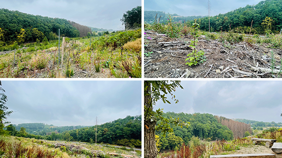 Collage of pictures from treeplanting in Lindlar