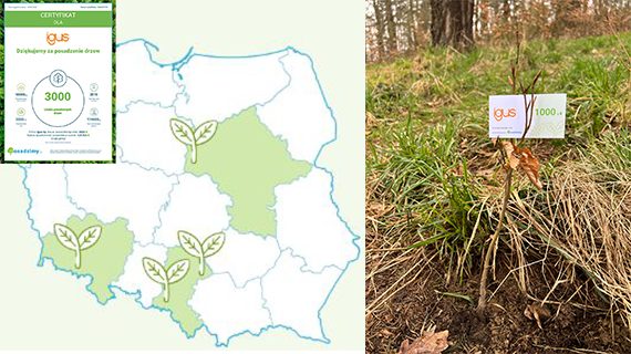 Collage from tree, certificate and map