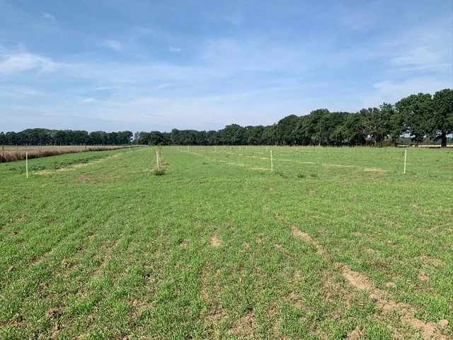 A test forest is planted on this area in Germany