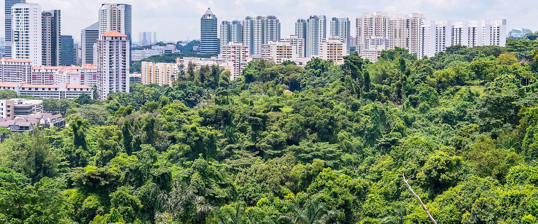 IGUS_GEN_Singapore_city_with_forest_in_the_front_IA_1.jpeg