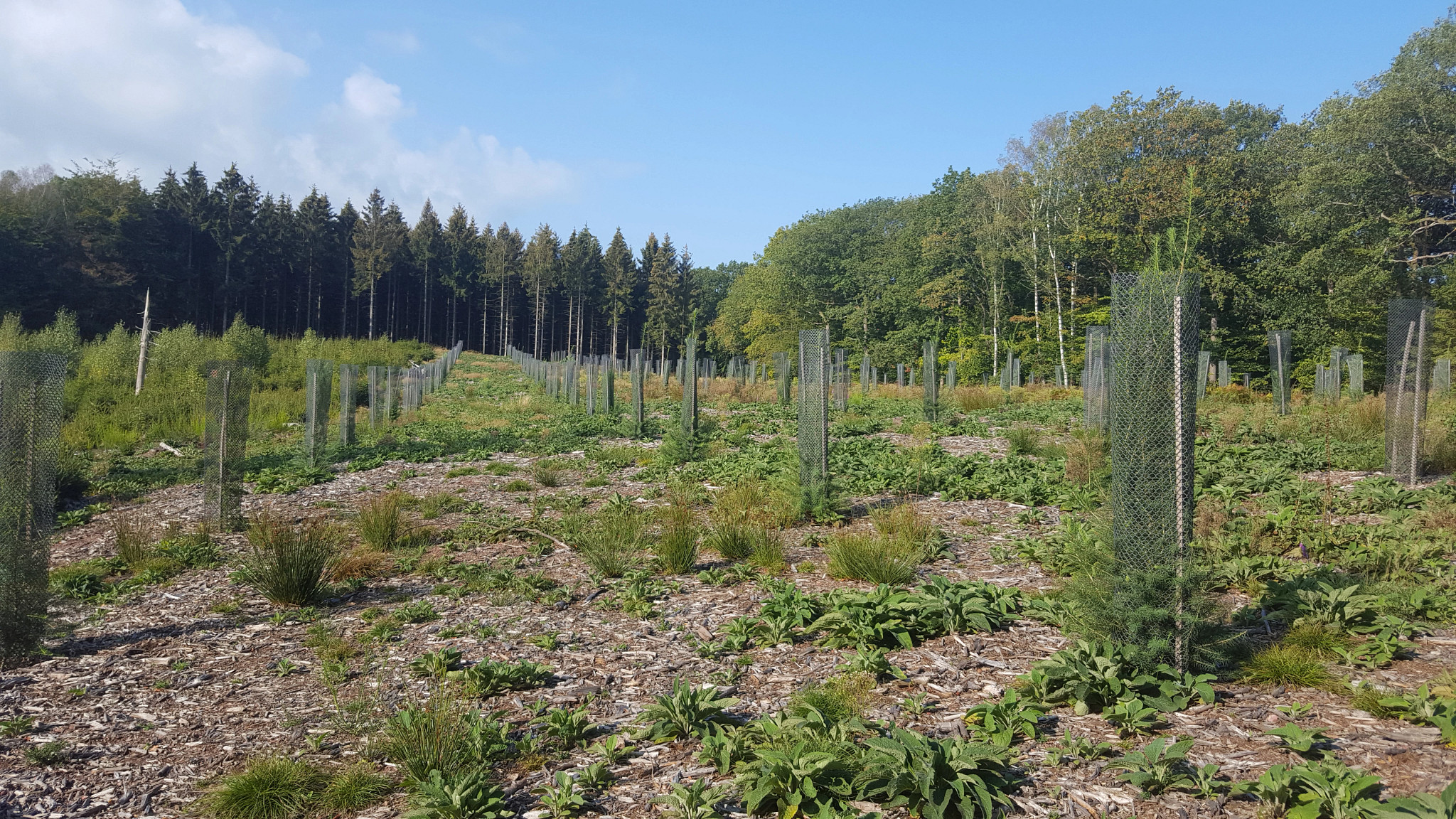 Tree Planting Belgium 2021