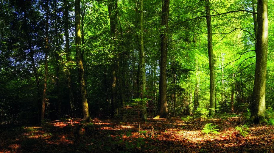 A forest project in Switzerland