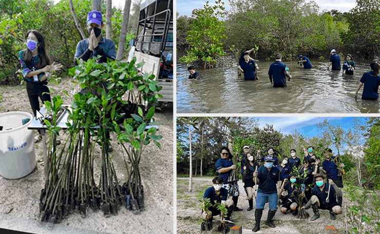 易格斯在泰国新种植的120棵红树林