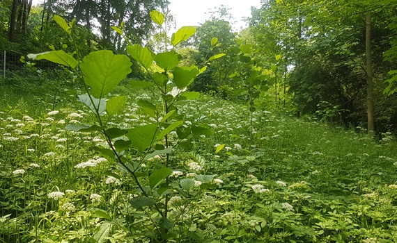 易格斯在Erzgebirge附近的Leukersdorf的新混合种植森林