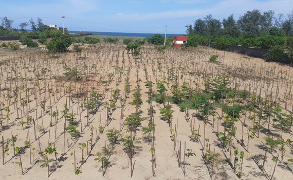 易格斯与Sankalp Taru基金会一起启动了一个植树项目，以提高马哈巴利普兰地区的生物多样性、增强该地区土壤的恢复力并稳定水位